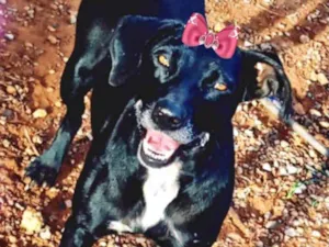 Cachorro raça Mestiça  idade 1 ano nome Kiara 