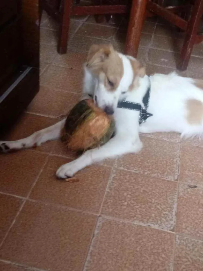 Cachorro raça Viralata  idade 1 ano nome Billy