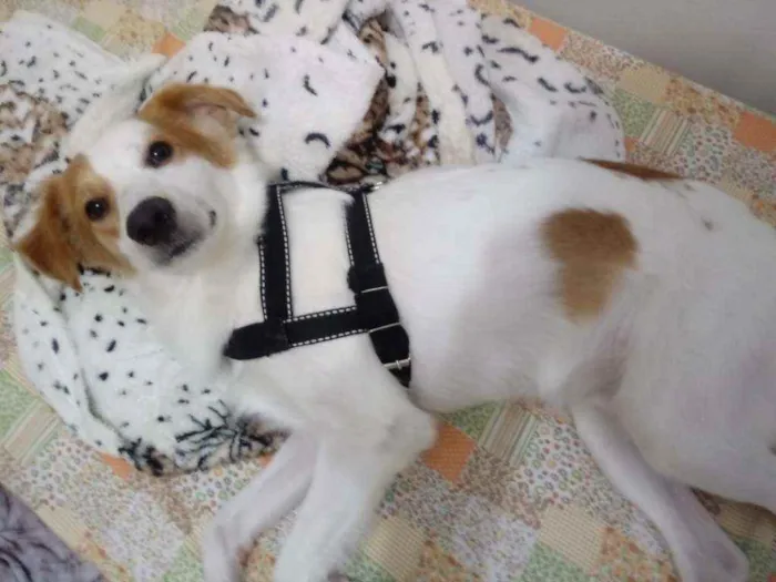 Cachorro raça Viralata  idade 1 ano nome Billy