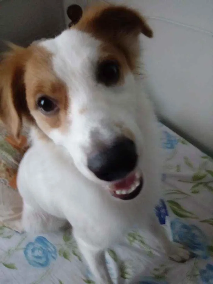 Cachorro raça Viralata  idade 1 ano nome Billy
