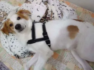 Cachorro raça Viralata  idade 1 ano nome Billy
