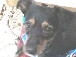 Cachorro raça SRD idade 2 anos nome Bananinha