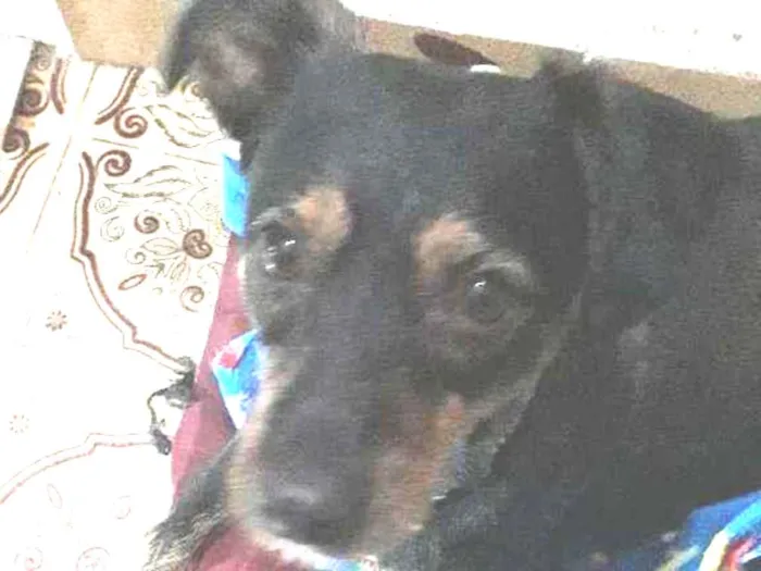 Cachorro ra a SRD idade 2 anos nome Bananinha