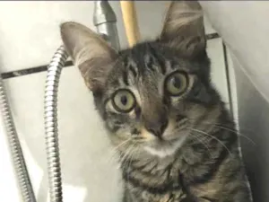 Gato raça Não sei idade 2 a 6 meses nome Tigrado
