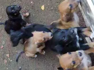 Cachorro ra a Vira lata idade 2 a 6 meses nome Sem nome por enquant