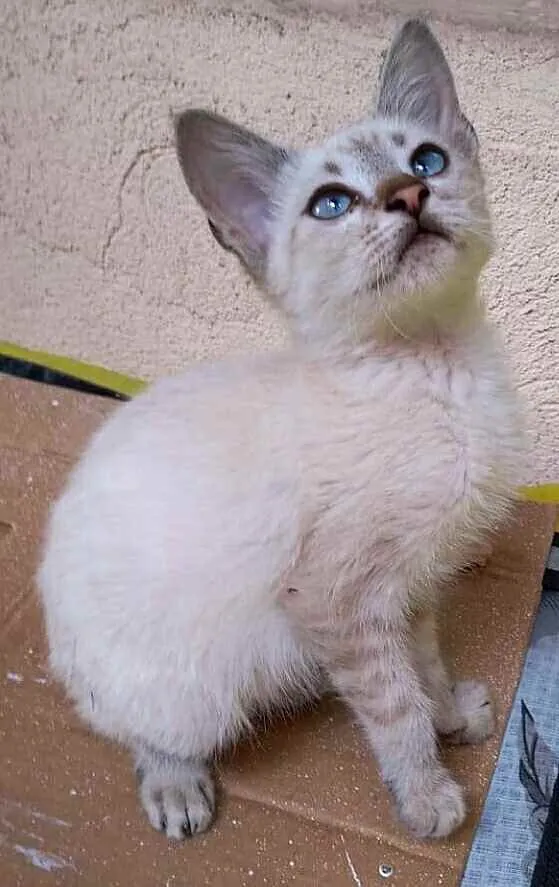 Gato ra a Srd idade 2 a 6 meses nome Markus e Magnus