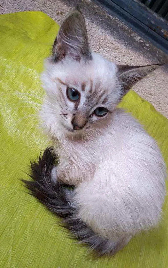 Gato ra a Srd idade 2 a 6 meses nome Markus e Magnus