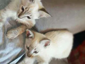 Gato raça Srd idade 2 a 6 meses nome Markus e Magnus