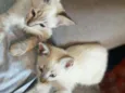 Markus e Magnus