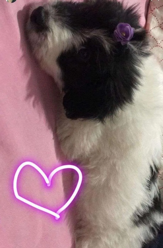 Cachorro ra a SRD-ViraLata idade 7 a 11 meses nome TEKILA 