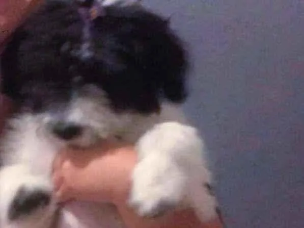 Cachorro ra a SRD-ViraLata idade 7 a 11 meses nome TEKILA 