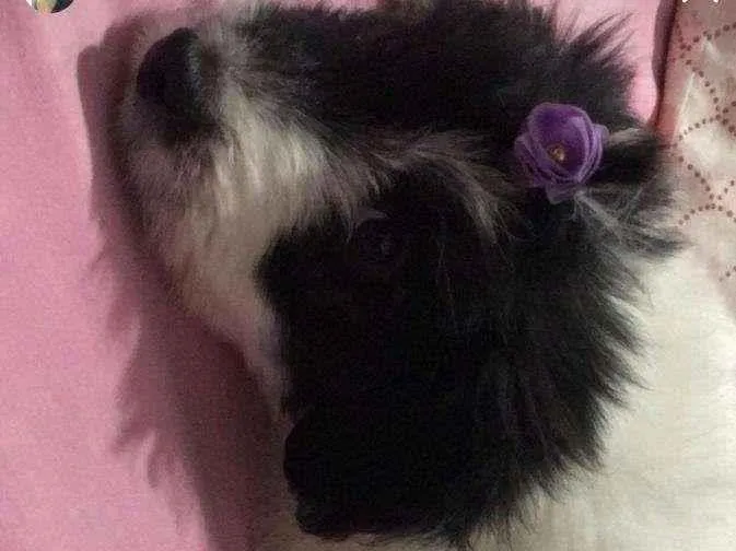 Cachorro ra a SRD-ViraLata idade 7 a 11 meses nome TEKILA 