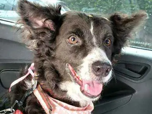 Cachorro raça  idade 3 anos nome Duda 