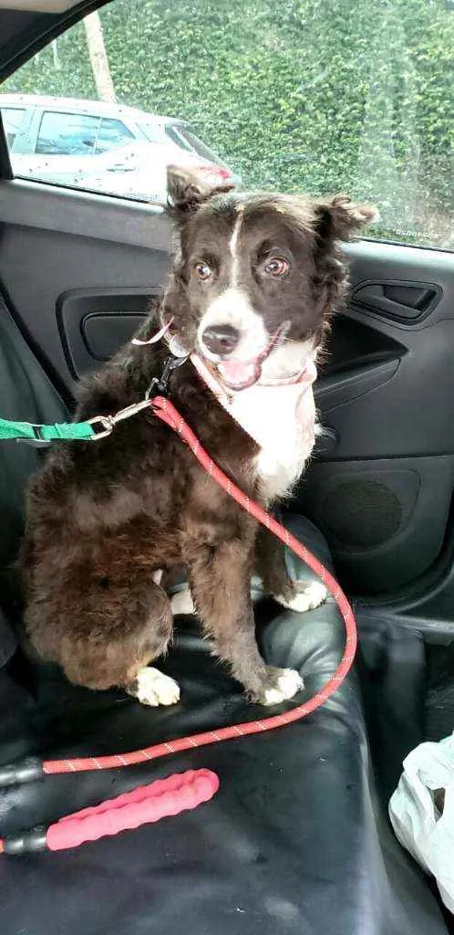 Cachorro raça  idade 3 anos nome Duda 