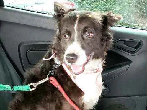 Cachorro raça  idade 3 anos nome Duda 