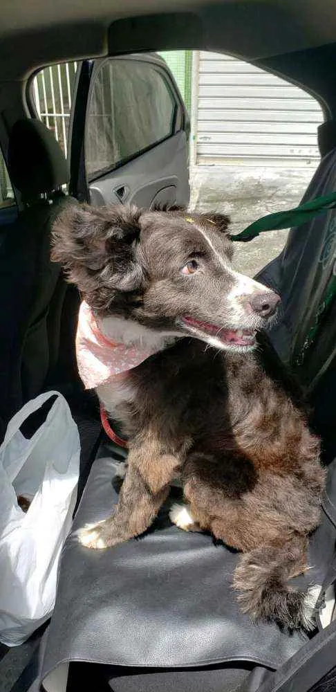 Cachorro raça  idade 3 anos nome Duda 