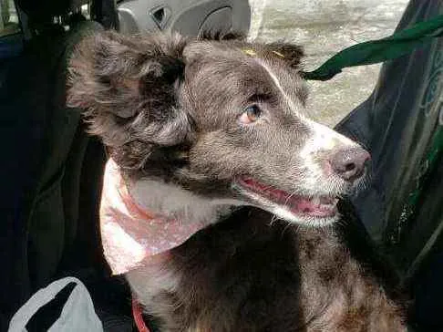 Cachorro raça  idade 3 anos nome Duda 