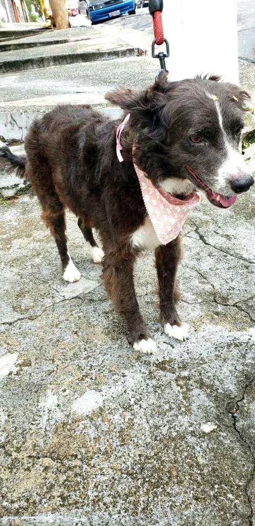 Cachorro raça  idade 3 anos nome Duda 