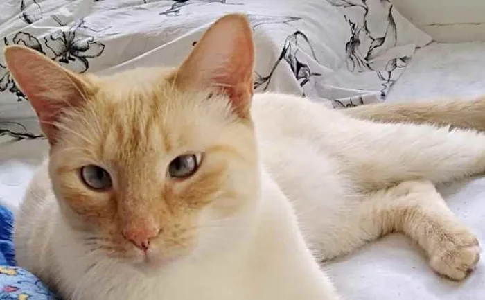 Gato raça Srd idade 1 ano nome Pepe um fofo 