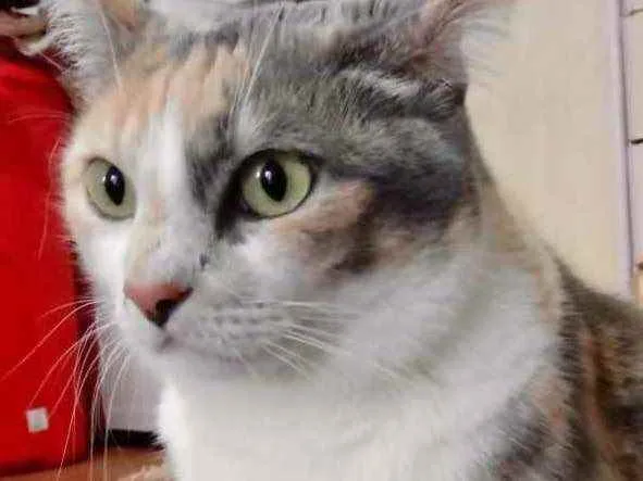 Gato raça Srd idade 1 ano nome Fumaça linda 