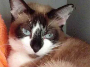 Gato raça Srd idade 2 anos nome Branca linda 