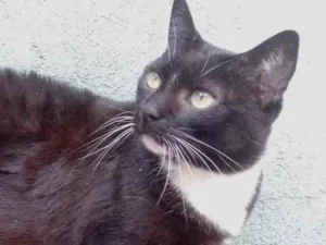 Gato raça Srd idade 2 anos nome Ariane lindíssima 