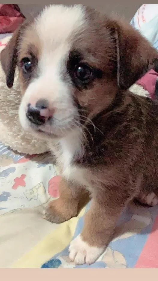 Cachorro raça SRD-ViraLata idade 2 a 6 meses nome AINDA NÃO TEM NOME