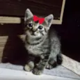 Bibi 