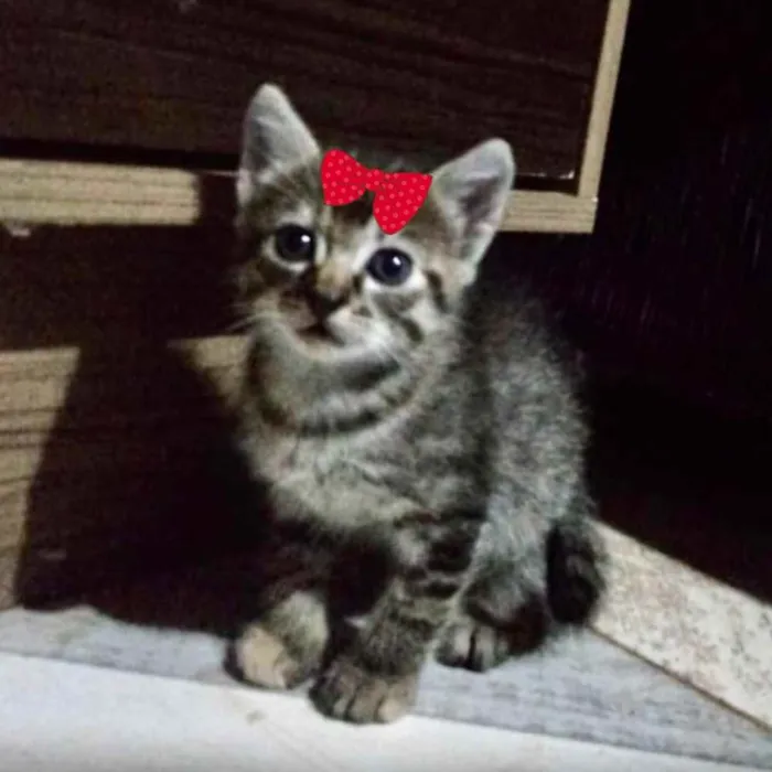 Gato ra a SRD idade Abaixo de 2 meses nome Bibi 