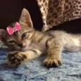 Nina 