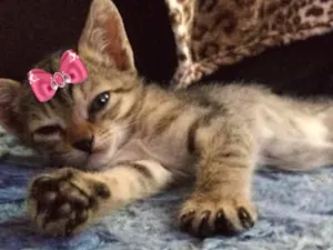 Gato raça SRD idade Abaixo de 2 meses nome Nina 