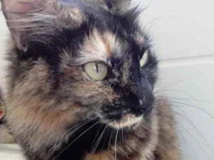 Gato raça Srd idade 3 anos nome Menina belíssima 