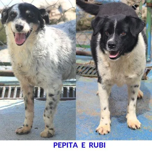 Cachorro ra a  idade  nome Pepita e Rubi