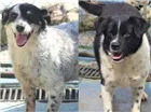 Cachorro raça  idade  nome Pepita e Rubi