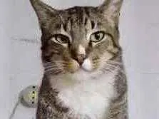 Gato raça Srd idade 2 anos nome Tigue lindo 