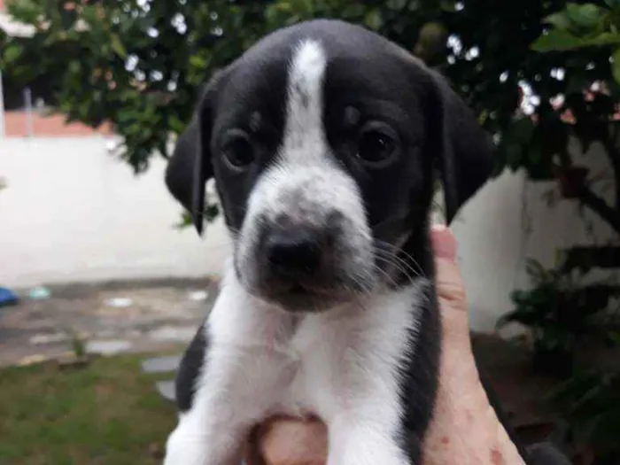 Cachorro raça Misturado idade 2 a 6 meses nome Thor