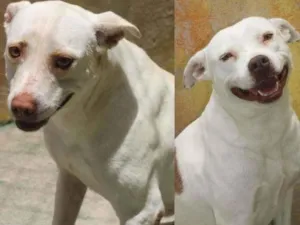 Cachorro raça  idade  nome Ariel e Vicky