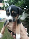 Zeus