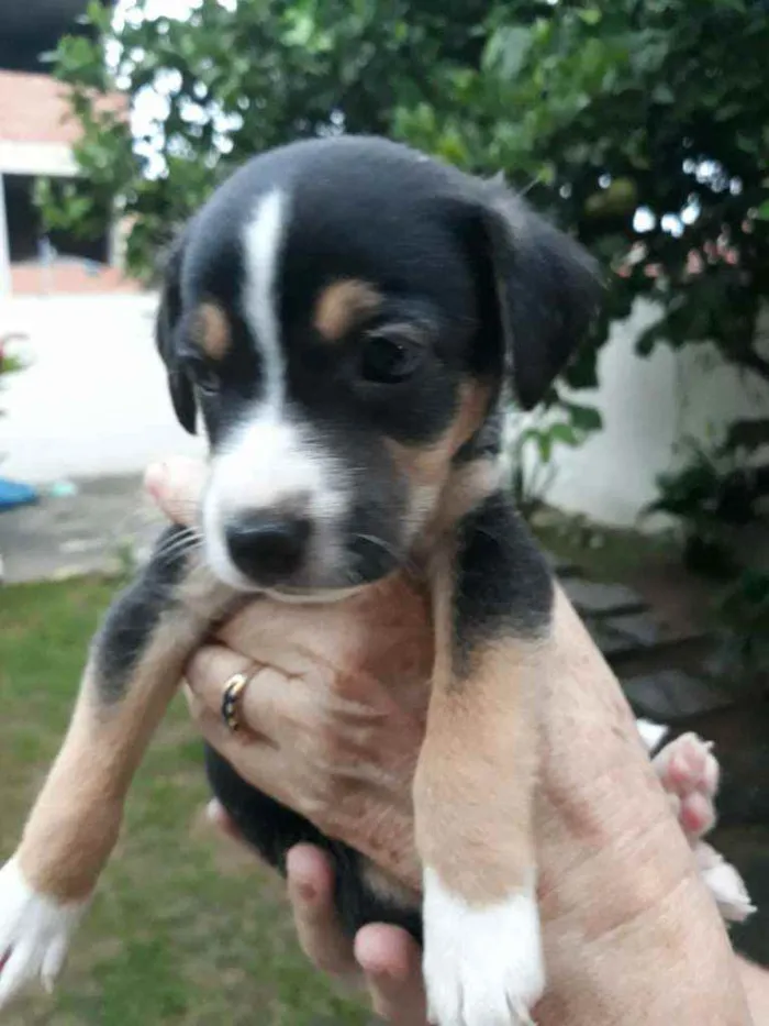 Cachorro raça Misturado idade Abaixo de 2 meses nome Zeus