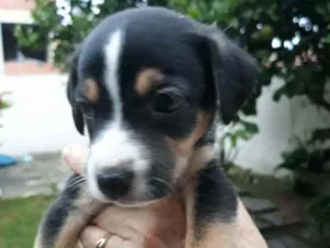 Cachorro raça Misturado idade Abaixo de 2 meses nome Zeus
