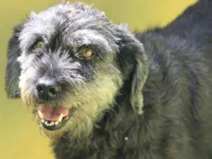 Cachorro raça  idade  nome Zafira