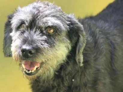 Cachorro raça  idade  nome Zafira