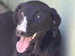 Cachorro raça  idade  nome Yumi