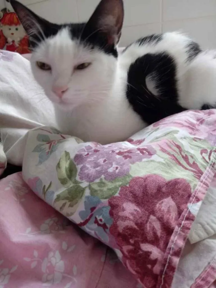 Gato raça Srd idade 7 a 11 meses nome Cherry lindinha 