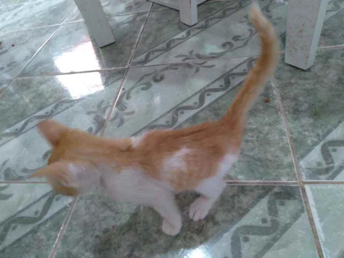 Gato ra a SRD idade 2 a 6 meses nome Kenny