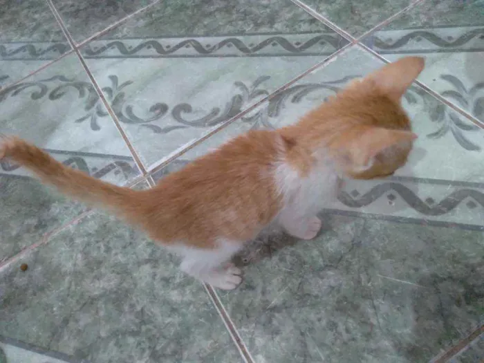 Gato ra a SRD idade 2 a 6 meses nome Kenny