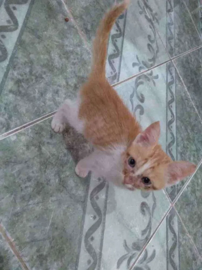 Gato ra a SRD idade 2 a 6 meses nome Kenny