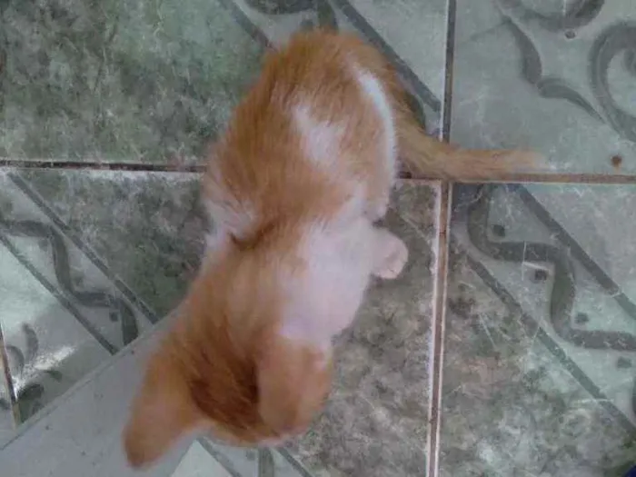 Gato ra a SRD idade 2 a 6 meses nome Kenny