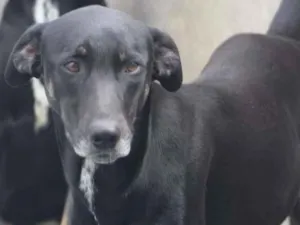 Cachorro raça  idade  nome Vitor