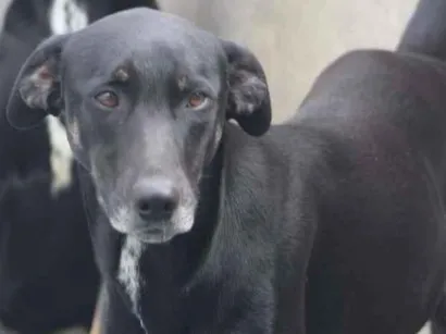 Cachorro raça  idade  nome Vitor